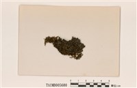 藏品(皮膠囊衣)的圖片